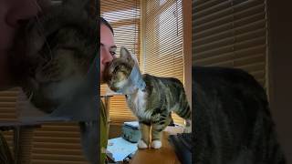 Download lagu #funny #cat #foryou #shortvideo #yutube mp3 Download lagu #funny #cat #foryou #shortvideo #yutube mp3