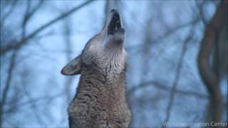 Red wolf s twilight howl