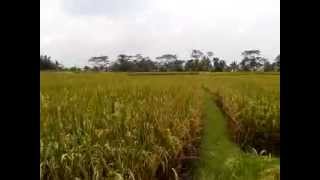 preview picture of video 'Yellow/mature rice plants-Petak village-Gianyar-Bali.'