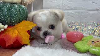 チワワ（ロング）の動画01