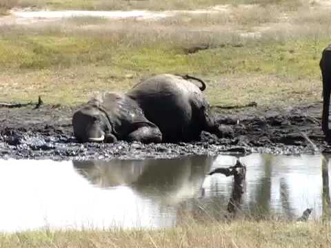 Elephant takes a mud bath