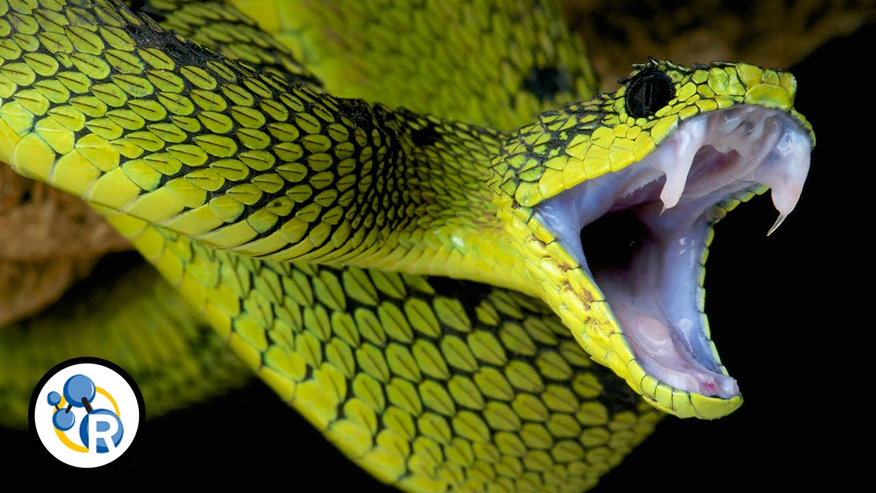 Why is Snake Venom so Deadly?