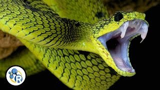 Why Is Snake Venom So Deadly?