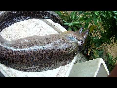 Higanting Moray Eel Spear Fishing - Pananglitan paano Hulihin #shorts