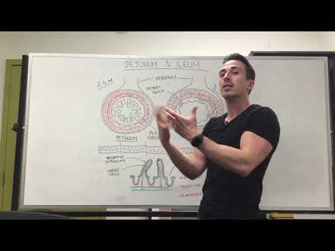 Dünndarm | Jejunum und Ileum
