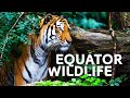 The Incredible Wildlife Living At Our Equator | Equator Specials | All Out Wildlife