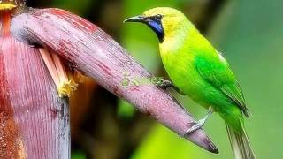 Download lagu Download Suara Burung Cucak Rante Masteran Variasi 3 MP311 mp3