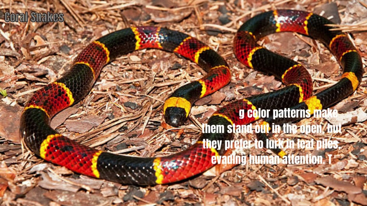 What dangerous animals are there in New Mexico? Tipseri