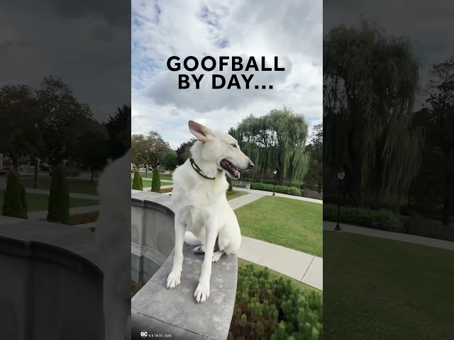 Vídeo relacionado con Buckle-Down Collar de Perro con Hebilla para cinturón de Seguridad, diseño de Capitán Marvel, Color Rojo, Dorado y Azul