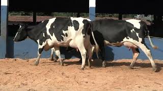 Vídeo 26 - 1ª ETAPA MEGA LIQUIDAÇÃO TOTAL AGROPECUÁRIA MARAJOARA - DIA 4 | GADO GIROLANDO E HOLANDÊS