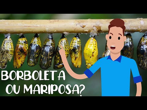 COMO FUNCIONA UM CASULO