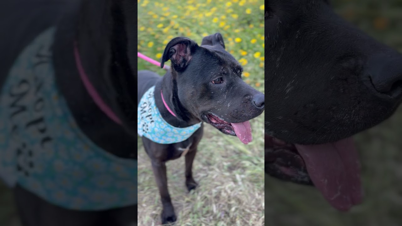 Rosie, a Adoptable mixed breed in Redondo Beach , CA video 6/6