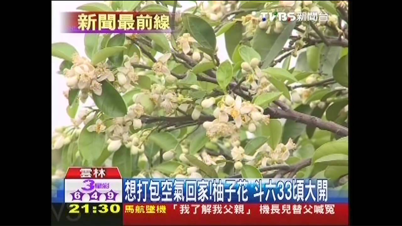 想打包空氣回家!柚子花 斗六33頃大開