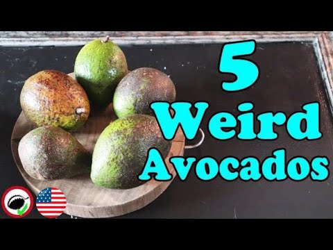 download lagu mp3 mp4 Weird Avocado, download lagu Weird Avocado gratis, unduh video klip Weird Avocado