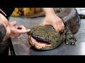 Chinese Street Food GIANT SALAMANDER Cooked 8 Ways Xiamen Seafood China