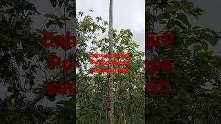Download lagu dahsyatnya petir, hantam pohon kelapa sampai mati!! #short #petir #viral #petirdahsyat mp3