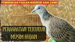 Download lagu Perawatan Tekukur Musim Hujan mp3