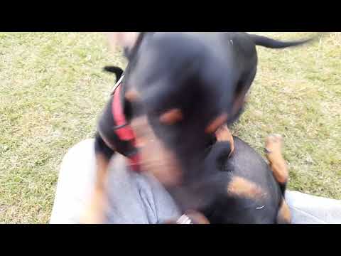 #trending #jollytime #doglover