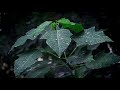 Rain Drop Status Rain Drop Status Video Rain Drop Status Song Raindrop Status Raindrop