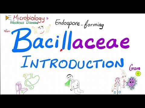 Introduction to Bacillaceae (Bacillus anthracis and Bacillus cereus) | Microbiology 🧫