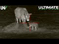 Cattle Rancher has a Big Problem | Hunting Predators with Thermal