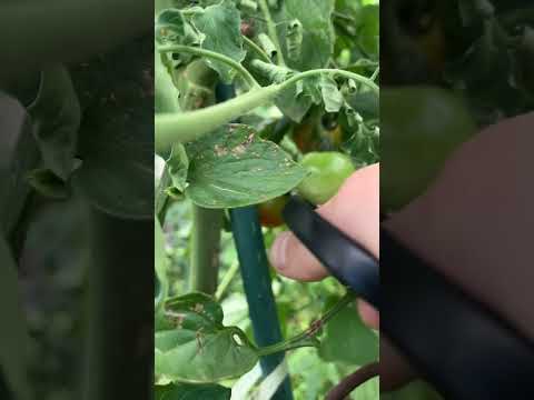 果樹の根元にある野菜は何ですか？豊かな収穫のための適切な組み合わせ  庭園