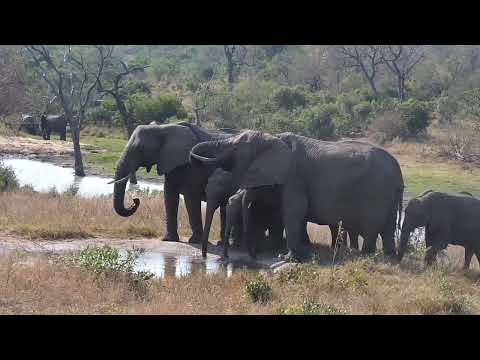 Djuma: Elephant herd and Impalas - 14:14 - 09/02/2023