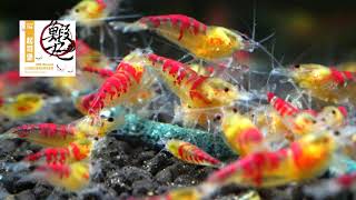 MK-Breed Cheeseburger Shrimp 25g