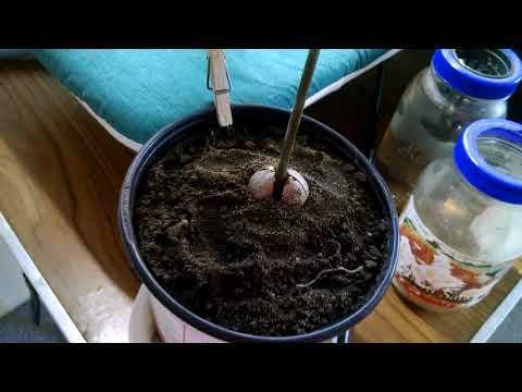 Avocado not-bonsai transplant update