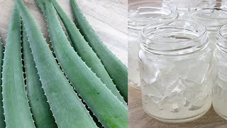 How to store Aloe Vera / Aloe Vera Gel in Fridge / Freezer