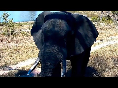 Magnificent Elephant Bull gets too close for comfort at Djuma Cam 10/24/25