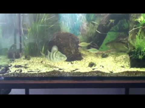 Aborre spiser skalle. perch eats roach