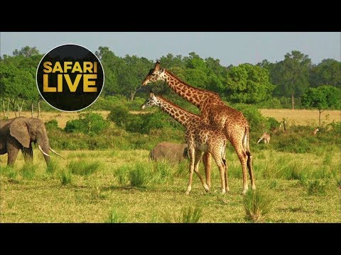 safariLIVE