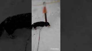 【犬】1月に降った雪ではしゃぐ愛犬ナナセ君