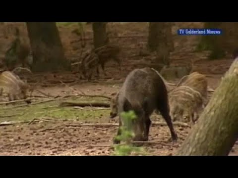 GLD Nieuws 26 september 2007 - Nieuws