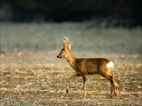 Lovački Život - Cvetlinski pajdaši