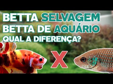 BETTA SELVAGEM X BETTA DE AQUÁRIO (VEJA A DIFERENÇA)🔎🐟🐠