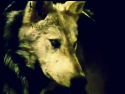 Mok Vurban - Water Jungle