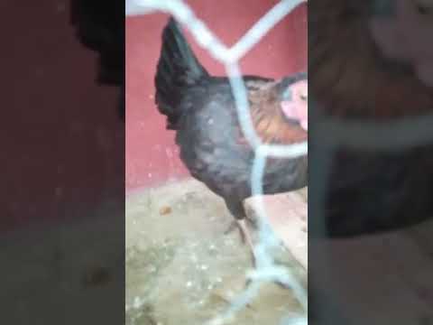 , title : 'Gallina Fina, lista para sacar pollos con un gallo Domenico🐓'
