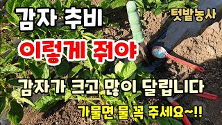 감자웃거름추비 이렇게 줘야 감자가 크고 주렁주렁 달립니다 물 꼭 주세요! 감자순치기