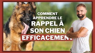 Comment apprendre le rappel a son chien efficacement 