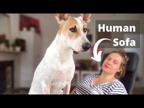 7 THINGS I wish I knew before adopting a STREET DOG