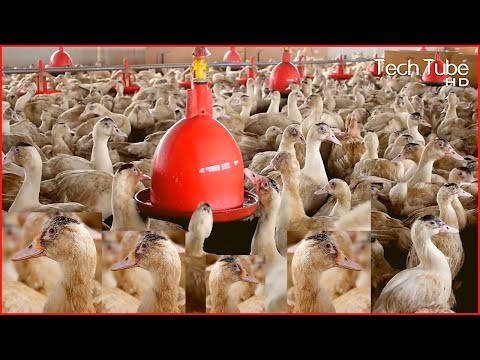 Incredible Modern Duck Farming Technology | Duck Meat Processing