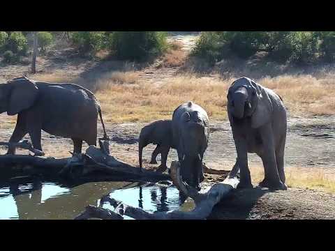 Djuma: Elephant group of four with a small one -  08:21 - 07/23/19
