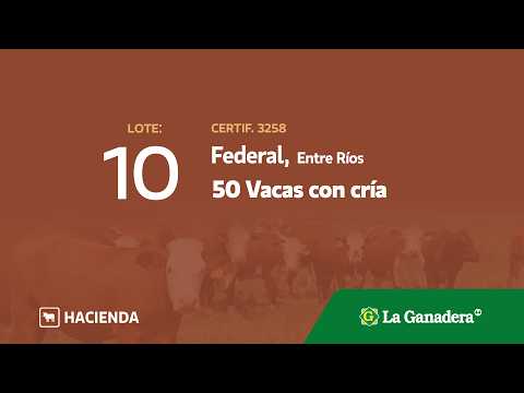 Lote Vacas con cría en Federal