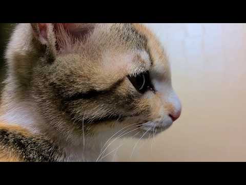 현실판 주토피아 고양이