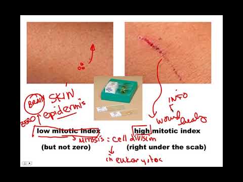 Important Overview, BIO105 Introductory Biology, David Champlin, USM