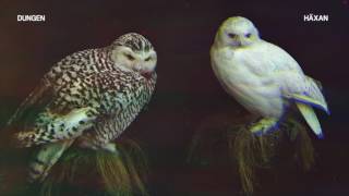 Dungen - Den Fattige Aladdin [Official Audio]