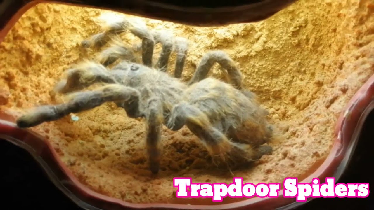 Hongkong Heritage Museum @ Che Kung Temple | MarifeTV