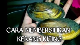 Download lagu HOW TO CLEAN SWAMP CLAMS (KIJING) BEFORE COOKING mp3 Download lagu HOW TO CLEAN SWAMP CLAMS (KIJING) BEFORE COOKING mp3
